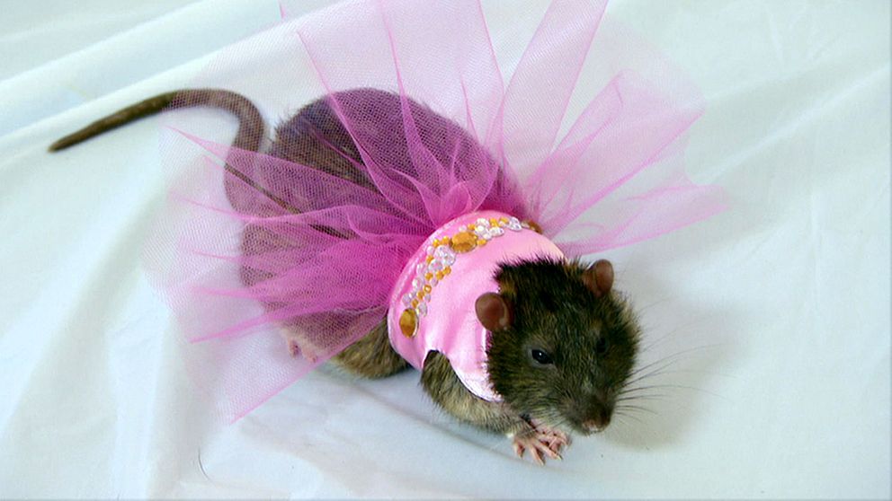 En råtta med klänning