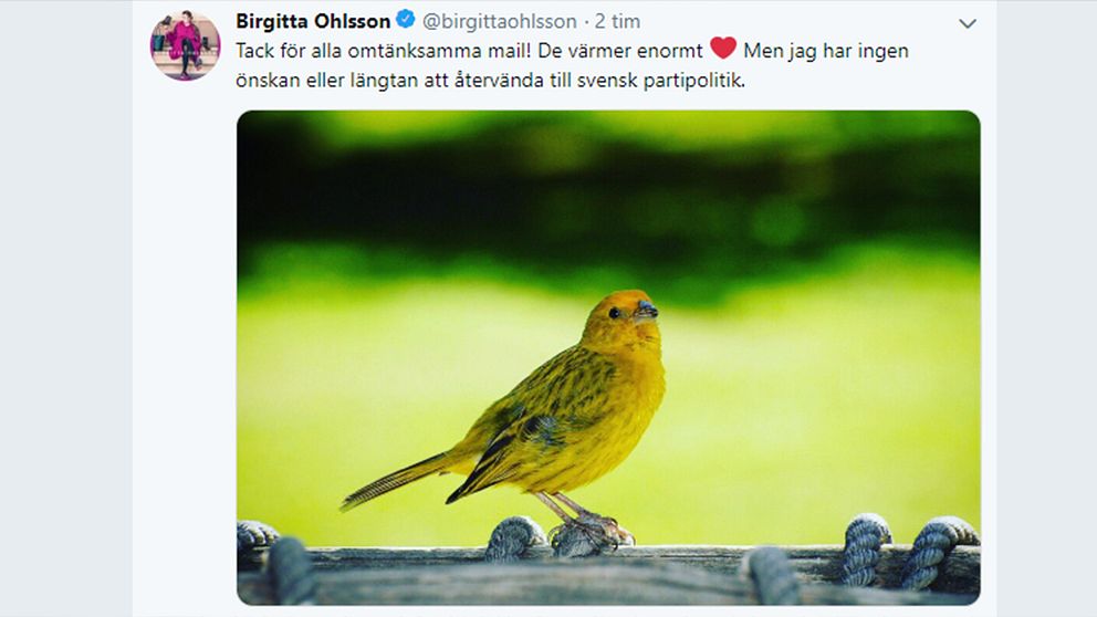 På Twitter skriver Birgitta Ohlsson att hon inte önskar återvända till svensk politik.