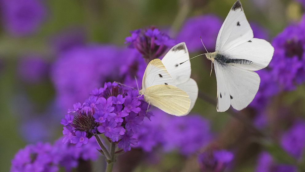 Fjärilar är bland de insekter som minskar mest i världen, enligt en ny forskningsrapport.