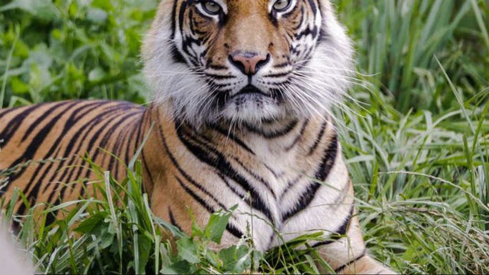 På hemsidan för London Zoo har man publicerat en bild till minne av den dödade tigerhonan Melati.