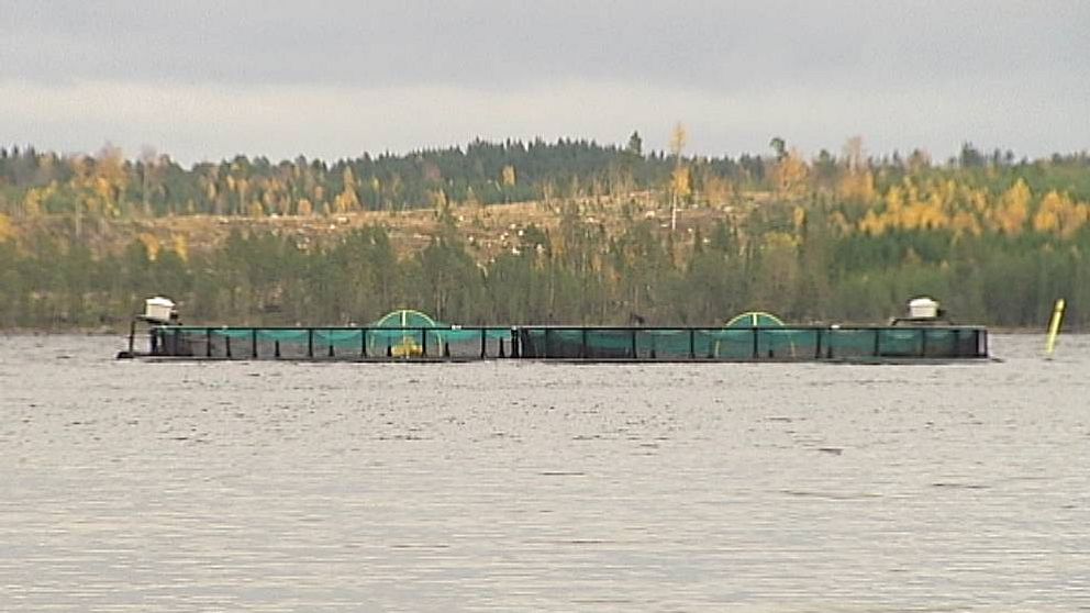 Fiskodlingskasse i vatten på avstånd, skog i bakgrunden, höst