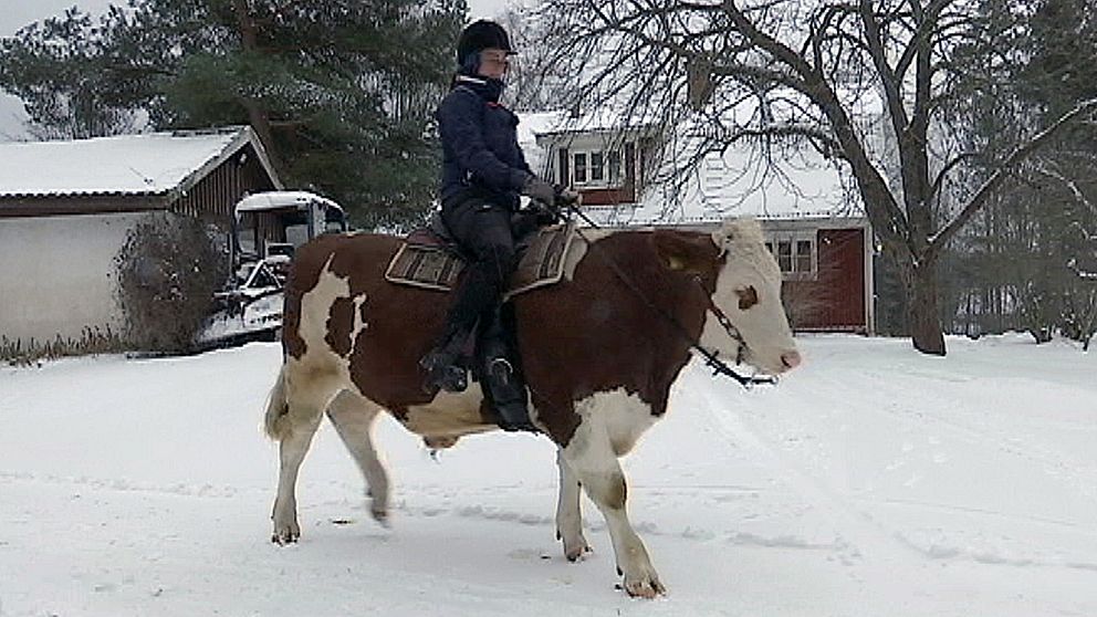 Frida Olofsson rider på oxen Skalman