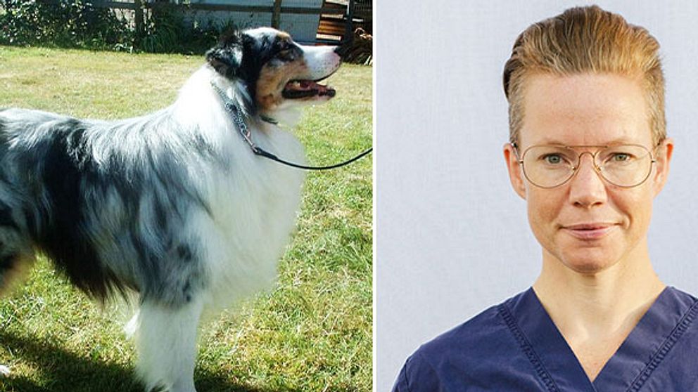 Till vänster en genrebild av en australisk shepherd, till höger Sara Molin, chefsveterinär på Alingsås djursjukhus.