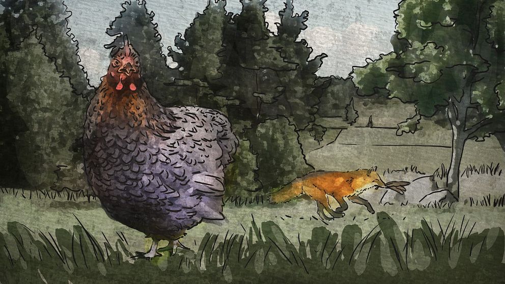 Illustration av hönan som heter Semlan och räven som bet av hennes stjärtparti