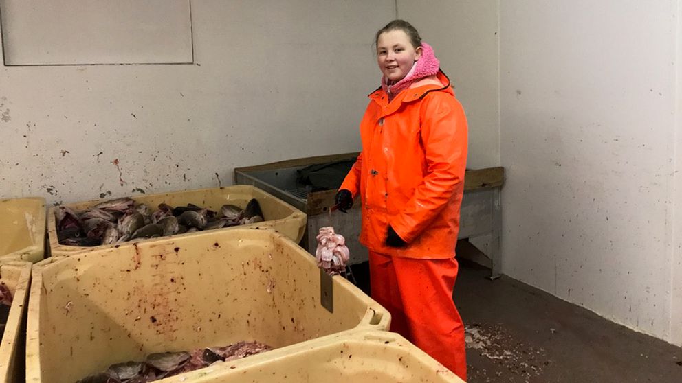 Frida Solem, 13 år gammal, iklädd en orange dräkt på sitt jobb i Henningsvaer, Lofoten där hon skär torsktungor.