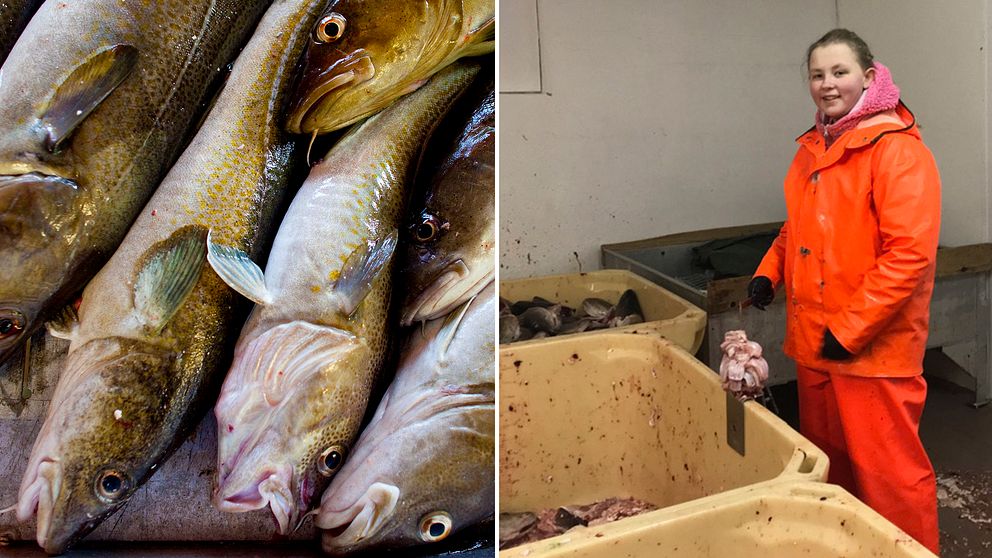 Frida Solem, 13 år gammal, iklädd en orange dräkt på sitt jobb i Henningsvaer, Lofoten där hon skär torsktungor.