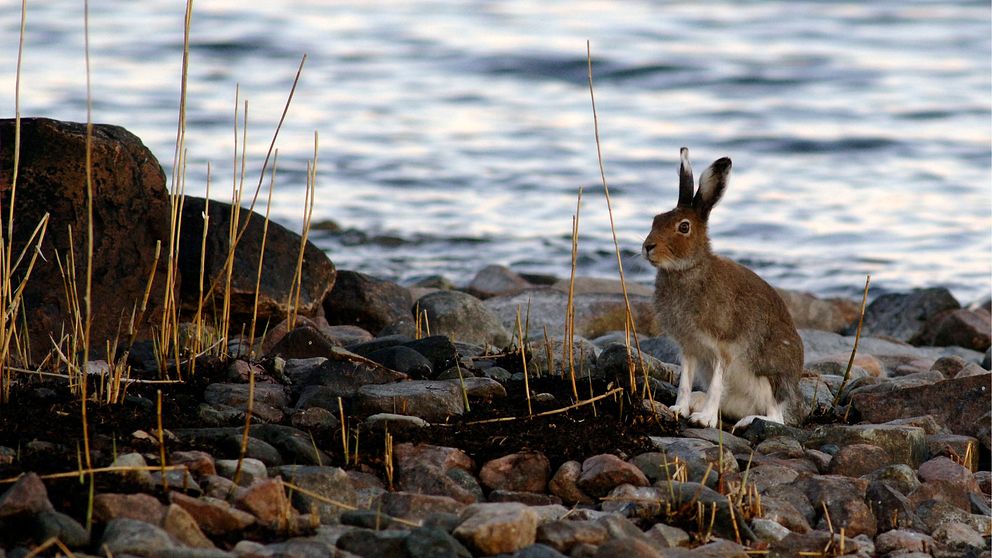 Hare på stenstrand.