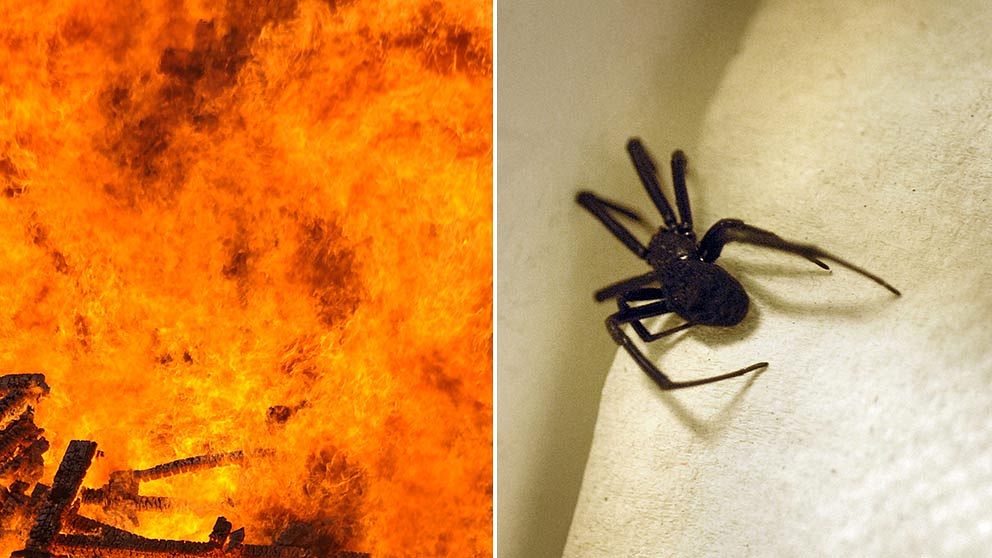 En spindel fick akta sig när en kvinna gick lös med en tändare i jakten på att döda den. Det hela slutade med en villabrand.