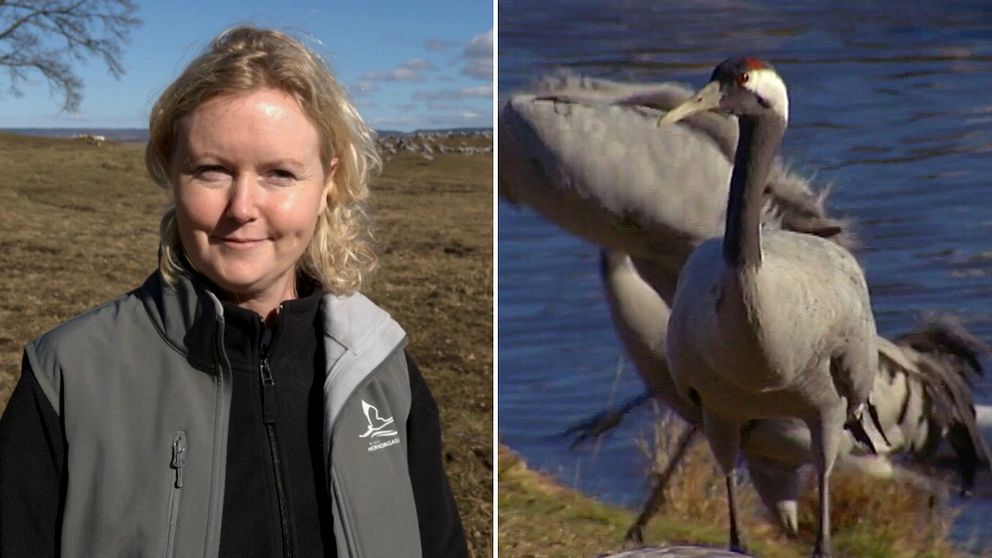 Ann-Marie Engh, turistvärd vid Trandansen och en av de tusentals tranor som just nu finns vid Hornborgasjön