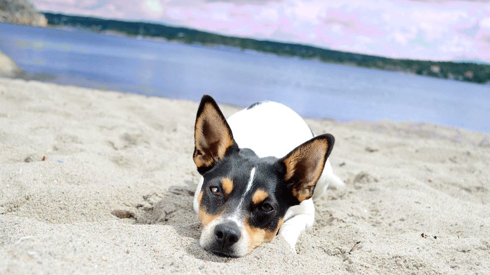 Hund vilar på stranden