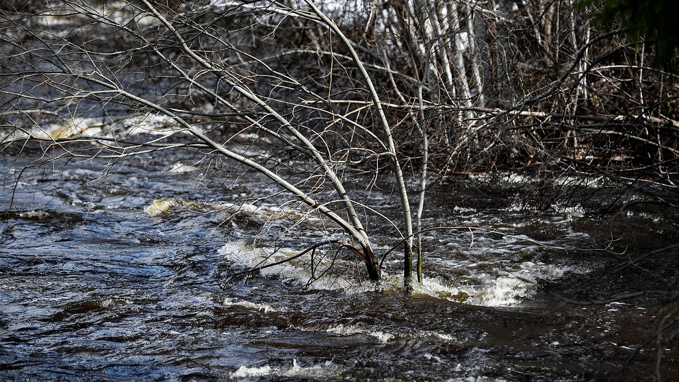 Bilden visar en vårflod som översvämmat marken, ett träd sticker upp i vattnet.