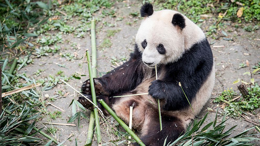 Panda som äter.