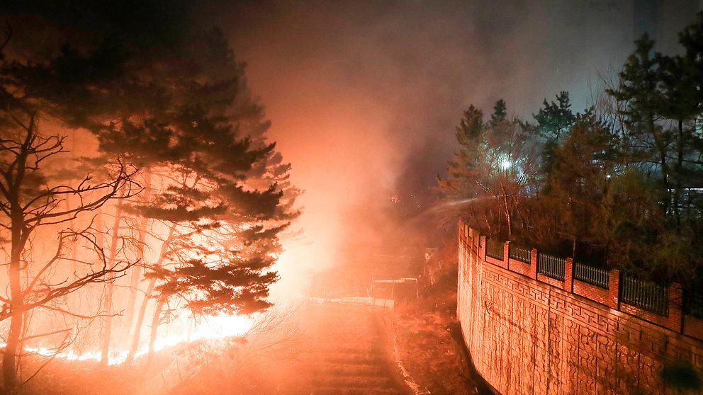 Norra Sydkorea har drabbats av kraftiga skogsbränder.
