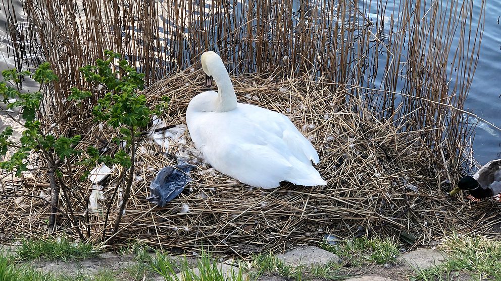 Svanhonan som bor vid kanalen i Malmö har väckt sympati från många förbipasserande och boende.