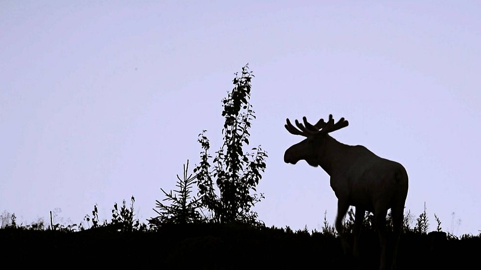 En älg.