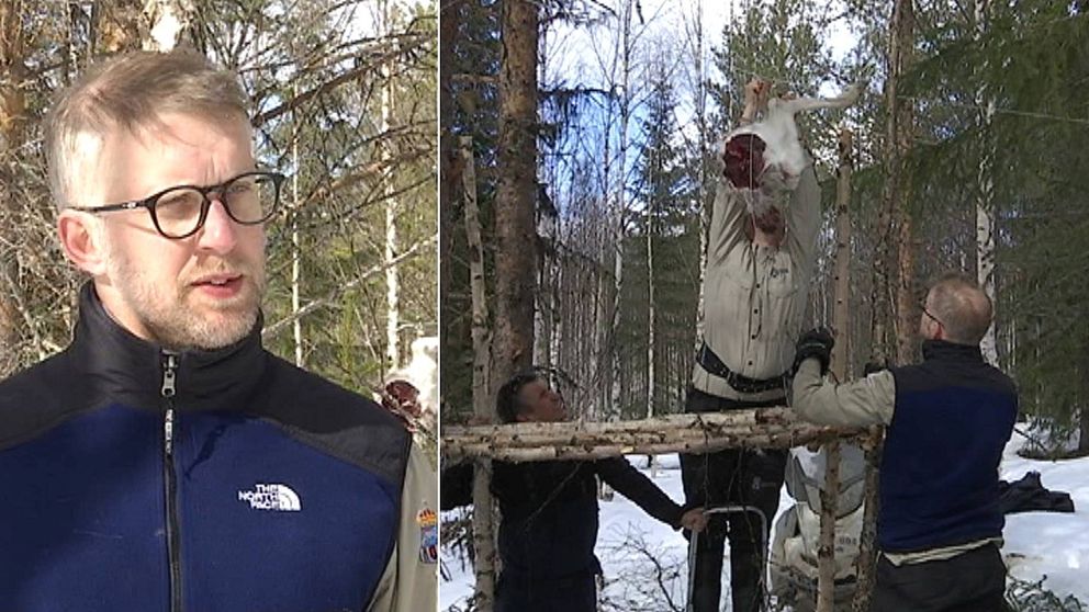 bild på Carl-Fredrik Yri, rovdjurshandläggare länsstyrelsen i Jämtland, och bild på tre personer som hänger upp ett köttstycke ovanför en träställning