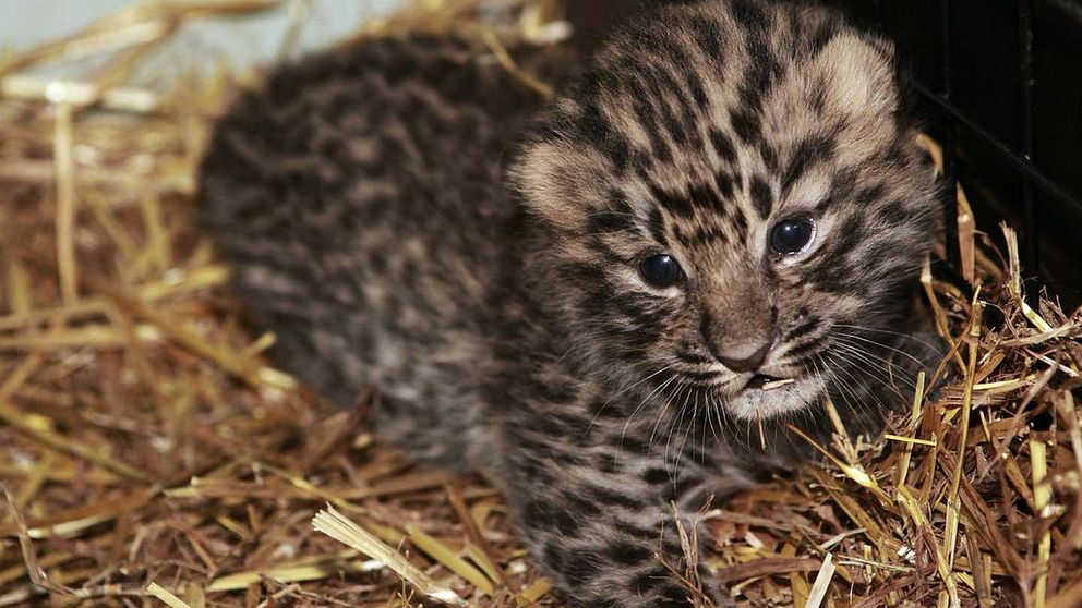 Amurleoparden är ett av världens mest utrotningshotade kattdjur. Nu har en unge fötts i Parken Zoo i Eskilstuna.