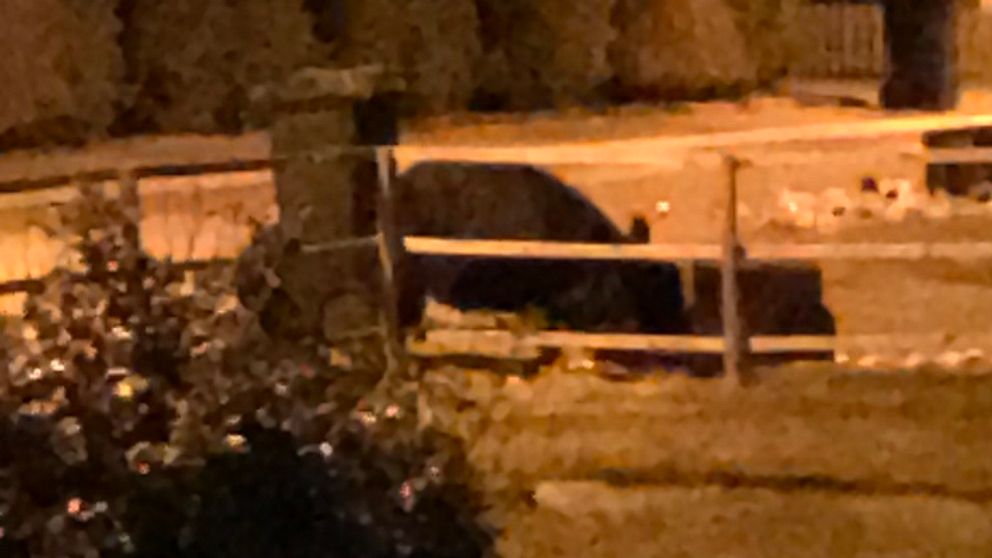 Ett stort vildsvin som äter ur en vält soptunna. Bilden är tagen på natten och är väldigt grynig.