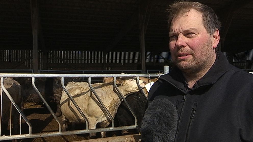 Nötköttsproducenten Johan Svantesson intervjuas. I bakkgrunden syns nötkreatur.