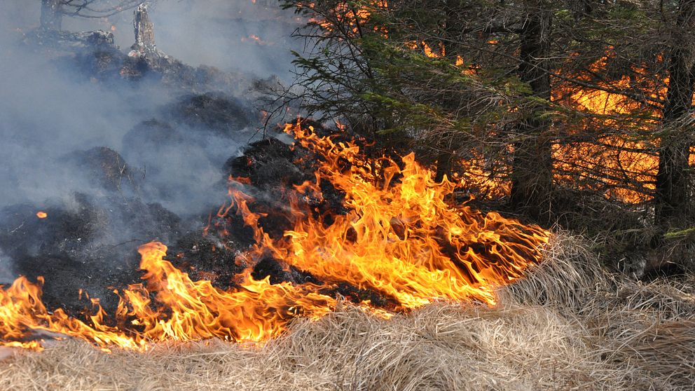 Gräsbrand i ett skogsområde. Flammor slukar gräs.