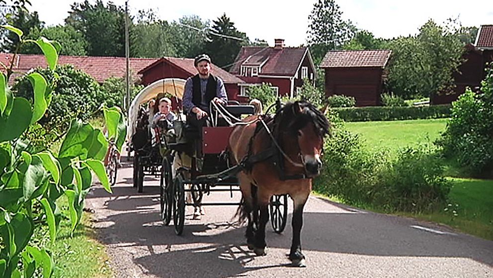 Häst och vagn är en ovanlig syn på svenska vägar men just nu kan man möta sådana ekipage runt Leksand.