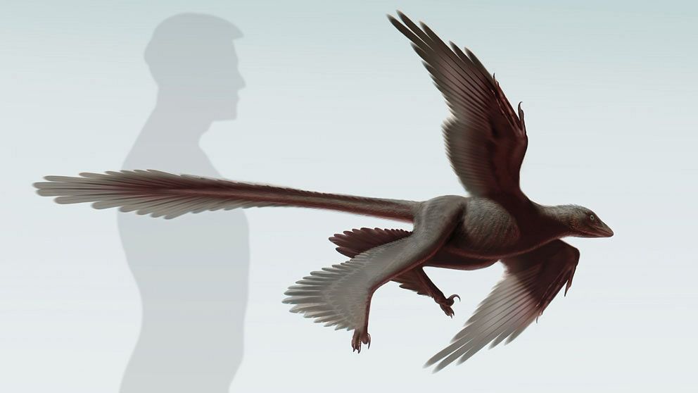 Rekonstruktion av Changyuraptor yangi, en nyupptäckt örnstor, fyrvingad dinosaurie från Kina. Bild: Stephanie Abramowicz, Dinosaur Institute, NHM. / Handout / kod 10500 **OBLIGATORISK BYLINE: / ** **Endast för redaktionell användning. Bilden kommer från en extern källa och distribueras i sin ursprungliga form som en service till våra abonnenter**