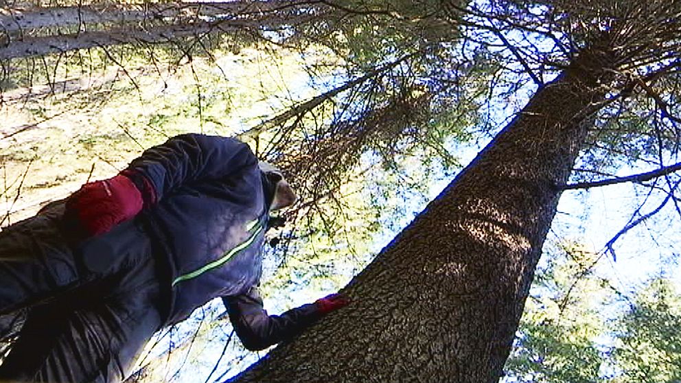 Häng med in i skogen och kolla in jättegranen