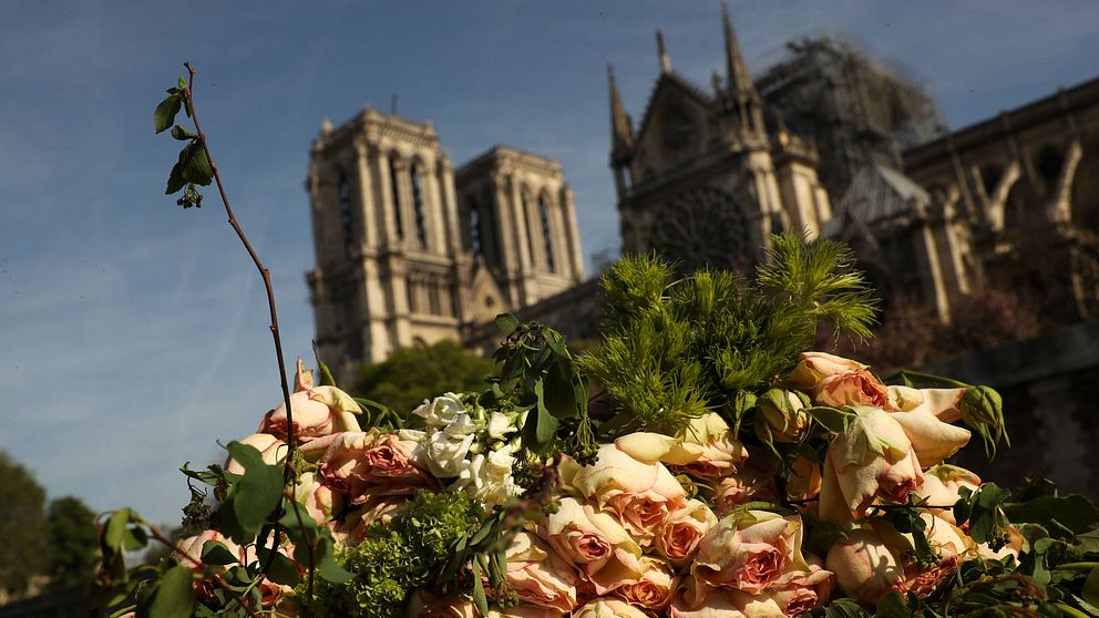 Rosor framför Notre Dame