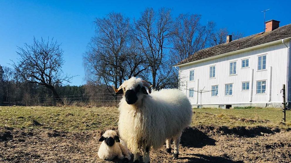 En svartnostacka med sitt lilla lamm.