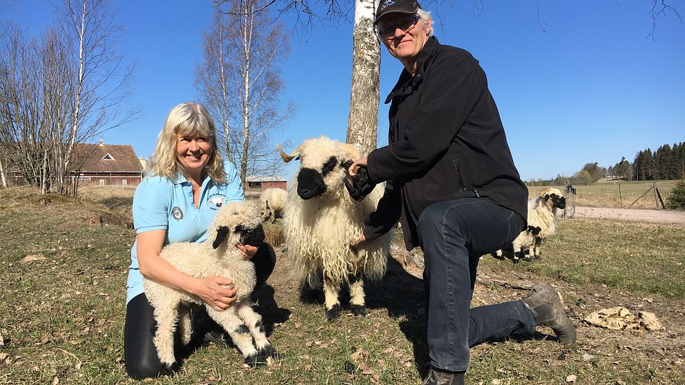 Två personer gosar i hagen utomhus med Walliska svartnosfår