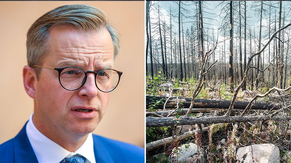 Mikael Damberg (S) och en skog som drabbades av skogsbrand förra året.