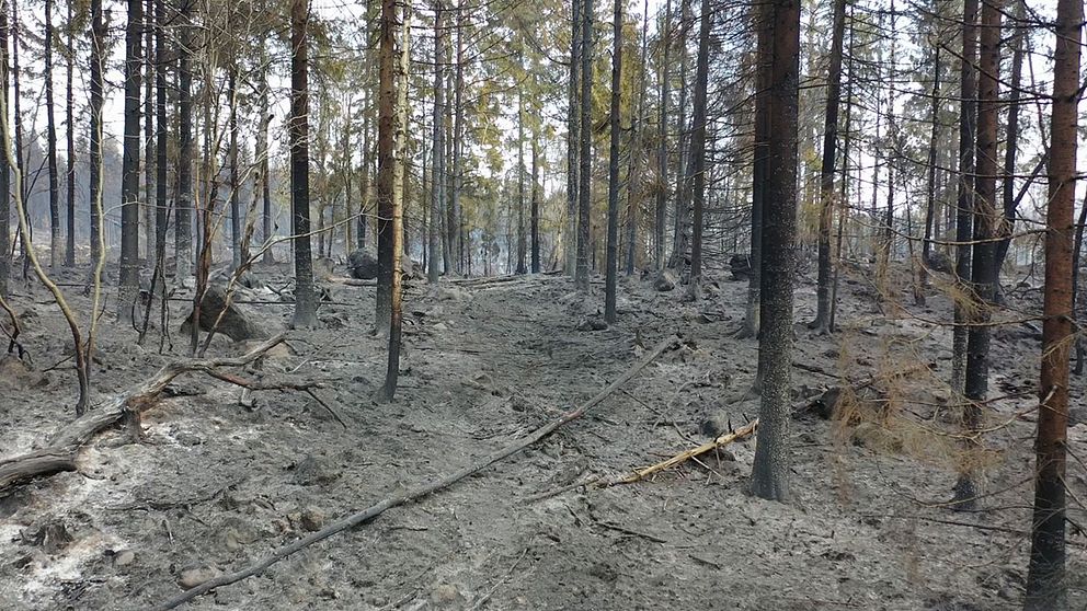 förödelsen efter skogsbranden i Godegård norr om Motala