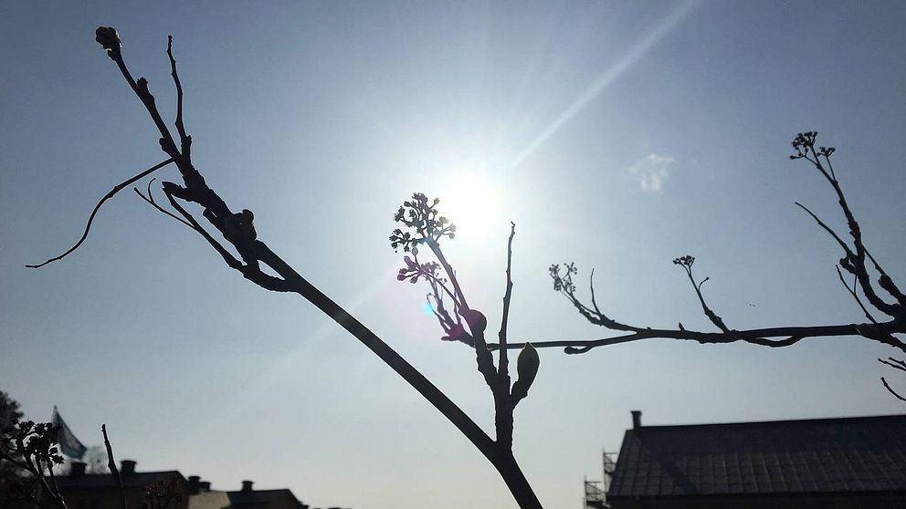 Bild på rönnkvistar utan blad i motljus med solen mitt i bild