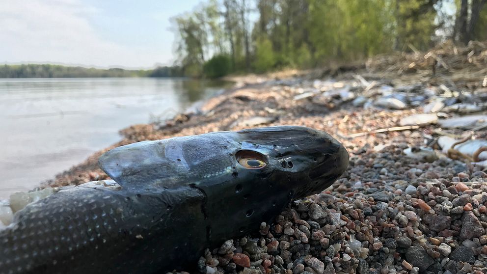 En död fisk på Hjälmarens strand.