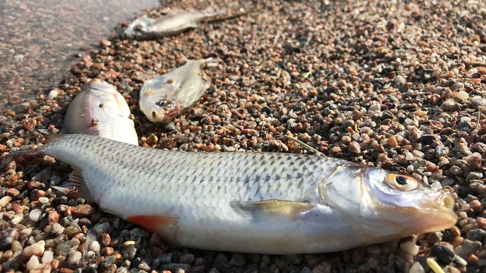 Några av de döda fiskarna i strandkanten vid Hjälmaren.