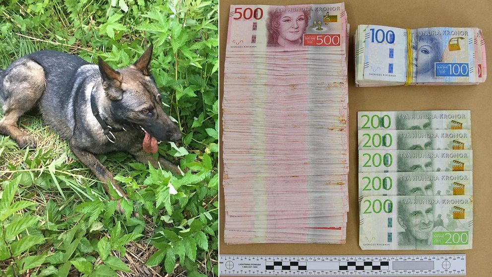 en schäferhund som ligger ute på marken, samt bild på sedlar uppradade på ett bord: 500-lappar, 200-lappar och hundralappar