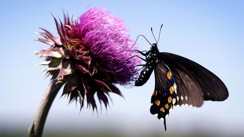 Vissa fjärilsarter och skalbaggar är hotade, enligt en rapport om biologisk mångfald.