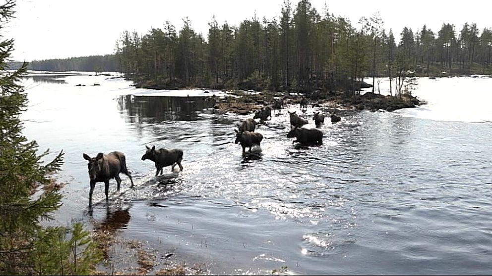 Älgar i Ångermanälven