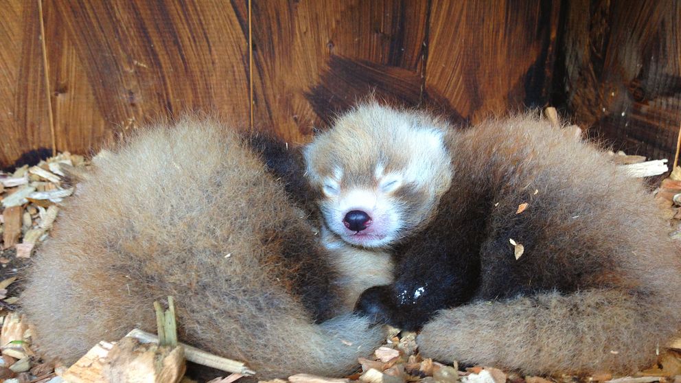 Kolmårdens djurpark har fått tillskott av två nyfödda pandaungar. Polly och Plopp, en hona och en hane, föddes den 23 juni.