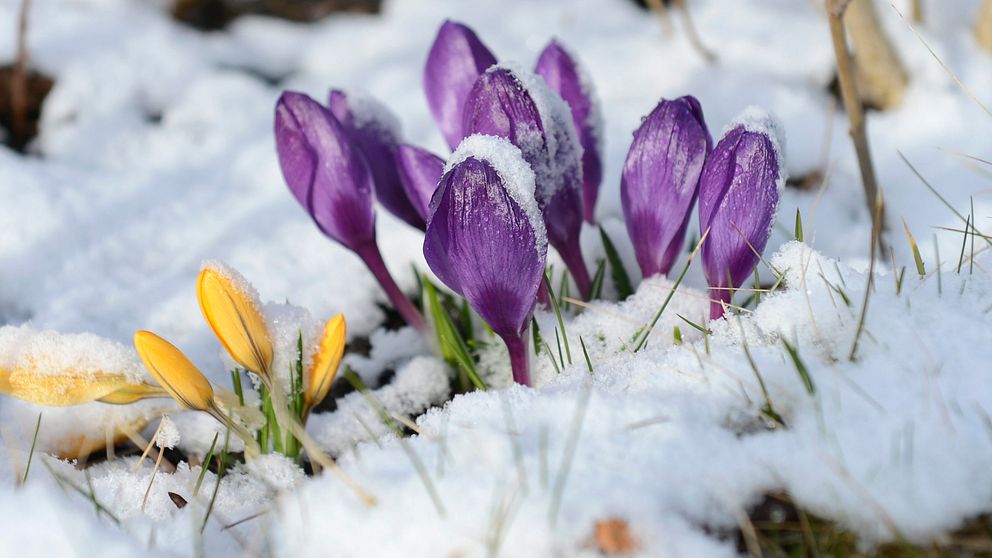 Några krokusar i en rabatt med snö på bladen efter ett nattligt snöfall.