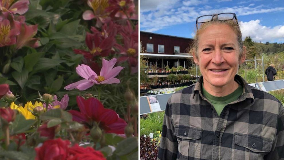 Några rosa blommor bredvid kvinna i rutig skjorta.