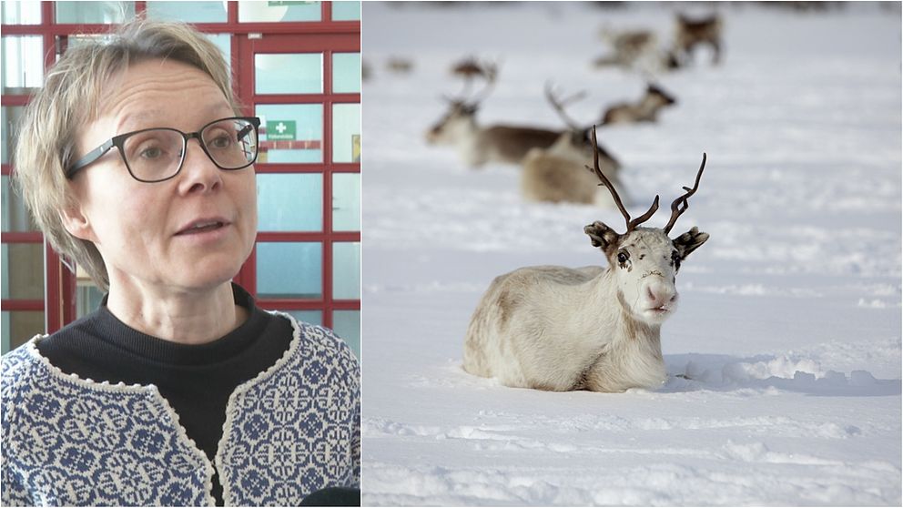 Marita Stinnerbom ordförande i Sametingets rennäringsnämnd, och en bild på en ren som ligger på snön