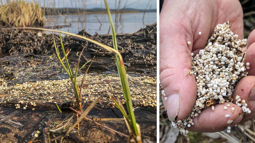 Frigolitkulor längs strandkanten vid Svågans mynning ut i Dellen.