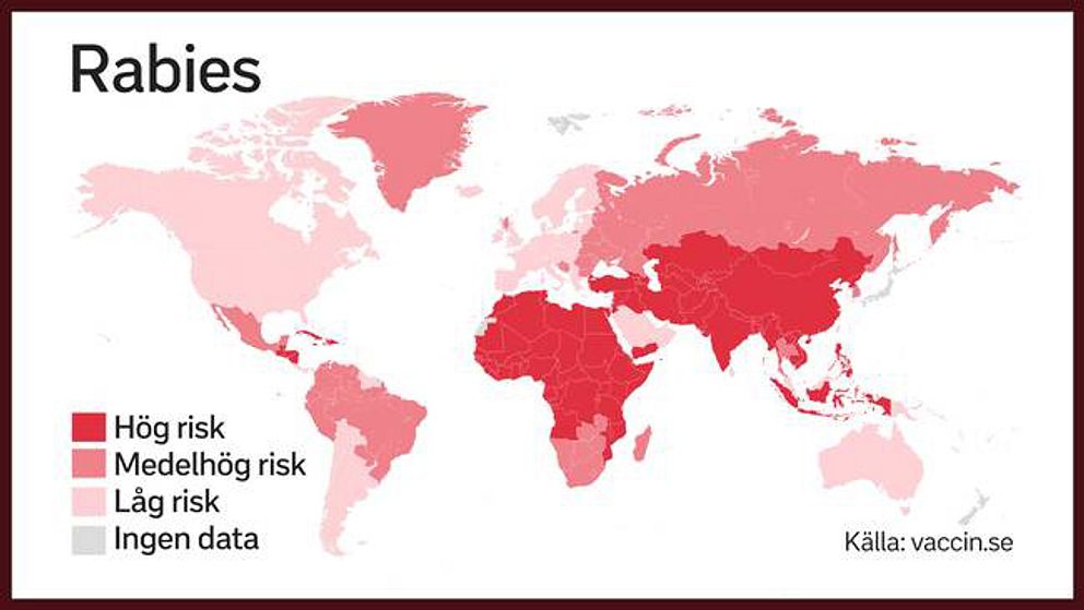 Experten svarar: Rabies väldigt ovanligt – men klappa aldrig djur ...