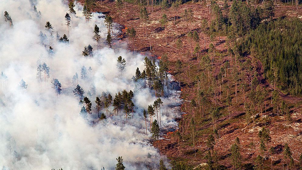 Skogsbranden förstör stora arealer skog.