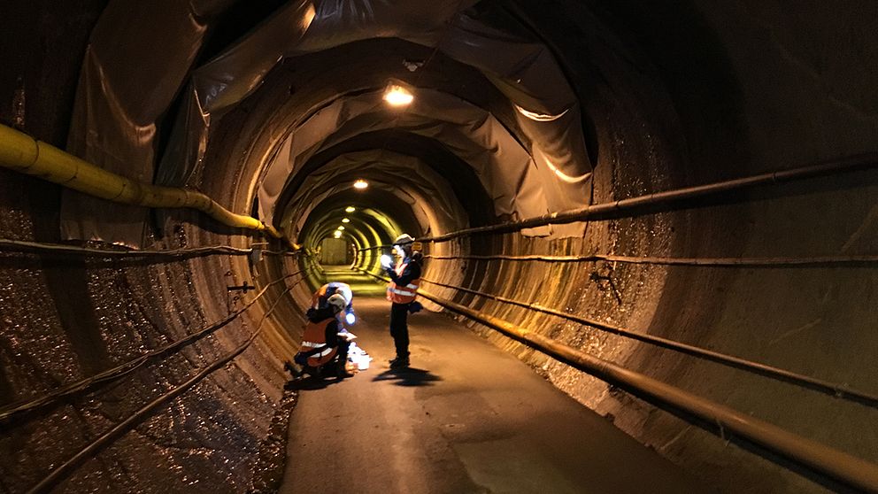 Tre forskare står i Äspötunneln under marken och lyser med pannlampor på prover med bakterier.