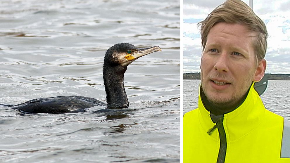 Collage i två delar. Höger del: Porträttfoto på en man. Höger del: En skarv vatten.