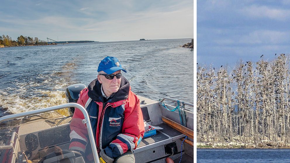Thomas Thyr, ordförande i Ljusne sportfiskeklubb, i båten för att skrämma skarvar.