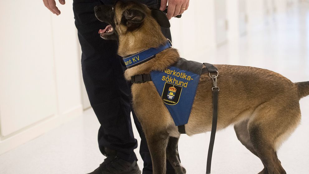 En av polisens narkotikahundar med en väst på sig i en ljus korridor.
