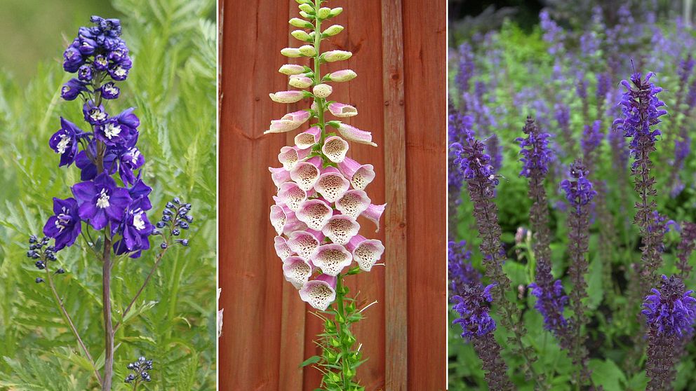 Bilder på tre sorters blommor: lila riddarsporre, rosa fingerborgsblomma  och lila-blå salvia.